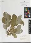 Foto von Salix lanata L.